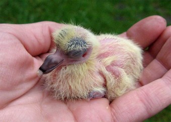 Photo d'un bébé pigeon biset de 2 jours tombé du nid. Copyright 2012 C.RÉ.DO. Pigeons et P.A.