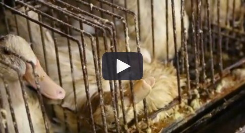 Vidéo Foie gras, les idées reçues. L214