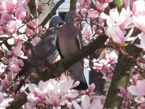 Photo d'un couple de pigeons ramiers dans des magnolias. Copyright 2013 C.RÉ.DO. Pigeons et P.A.